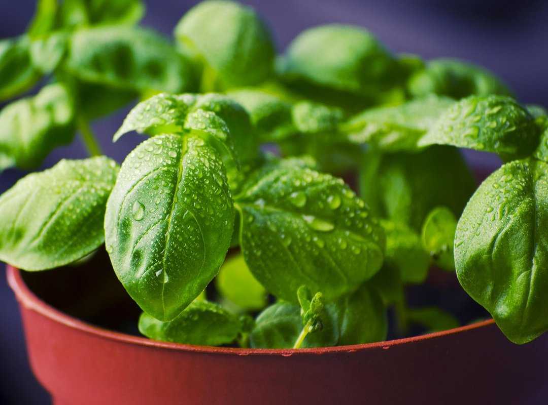 herbal notes basil