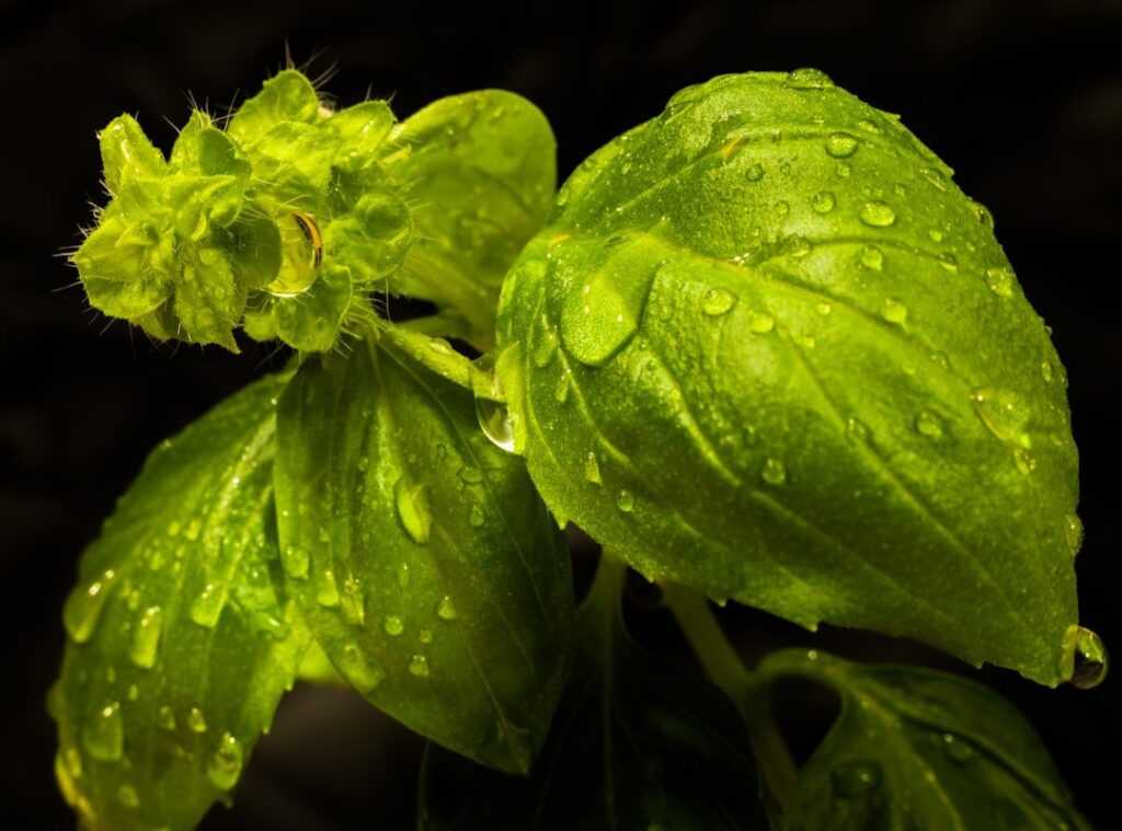 herbal notes basil
